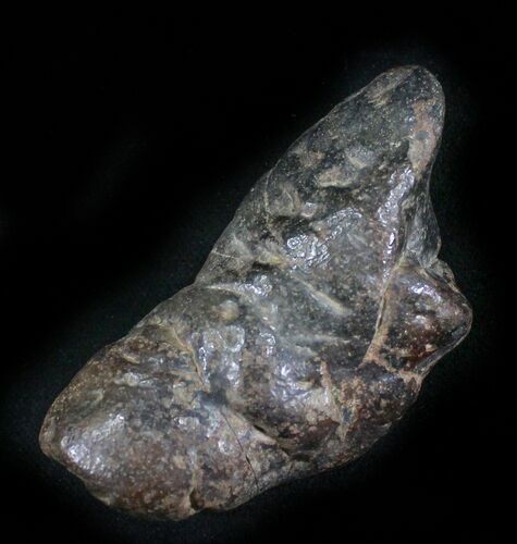 Shark Coprolite (Fossil Poo) - South Carolina #24455